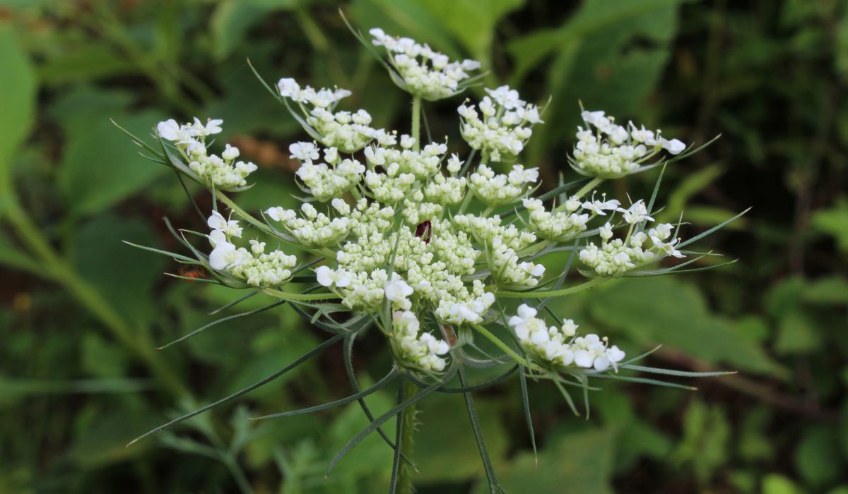 Queen Anne`s Lace white American wildflower blossom