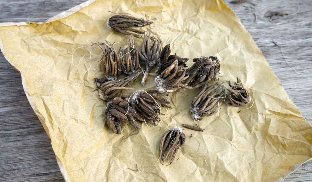 Ranunculus flower bulbs tubers on paper ready for sowing