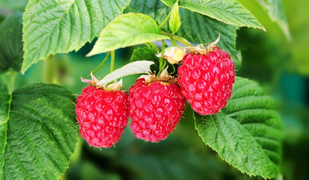 Raspberry bush plant