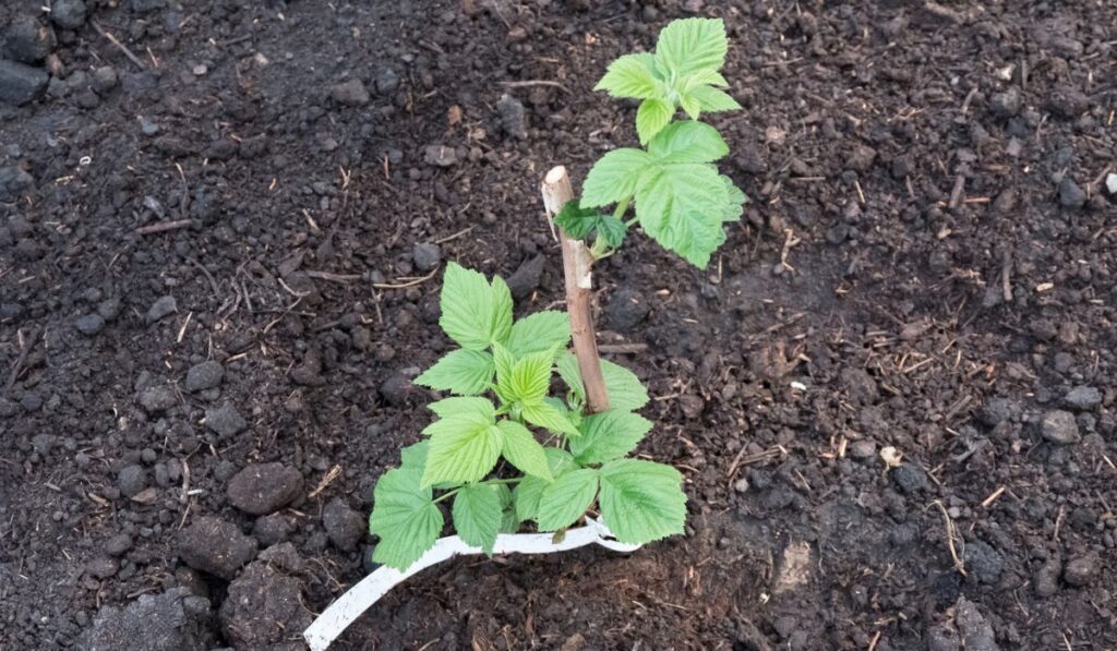 Raspberry plant