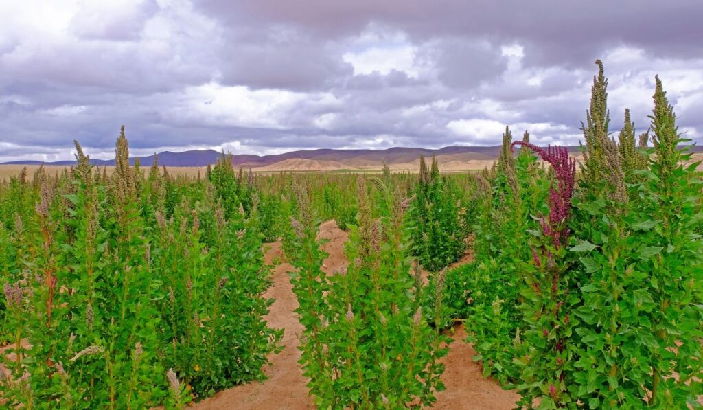 Red green quinoa field plant andean highlands
