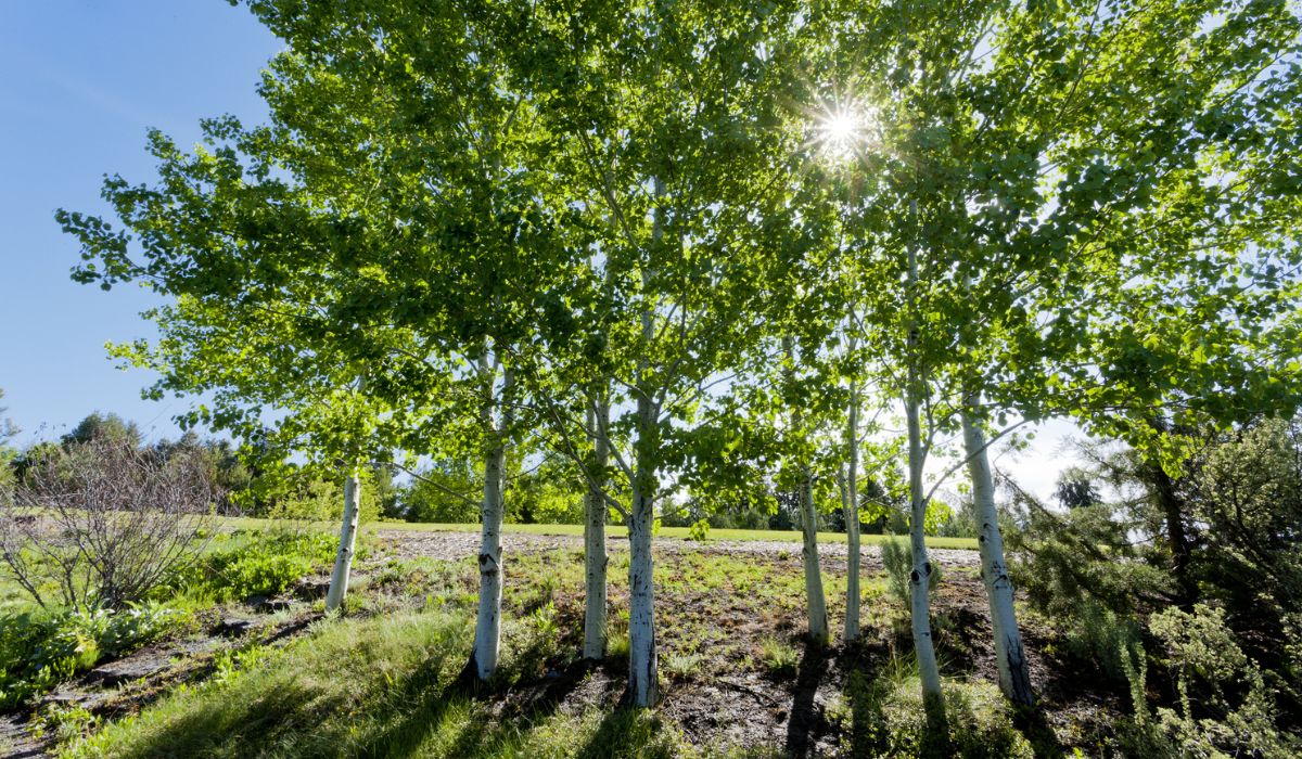 Guide To Planting And Caring For Quaking Aspen