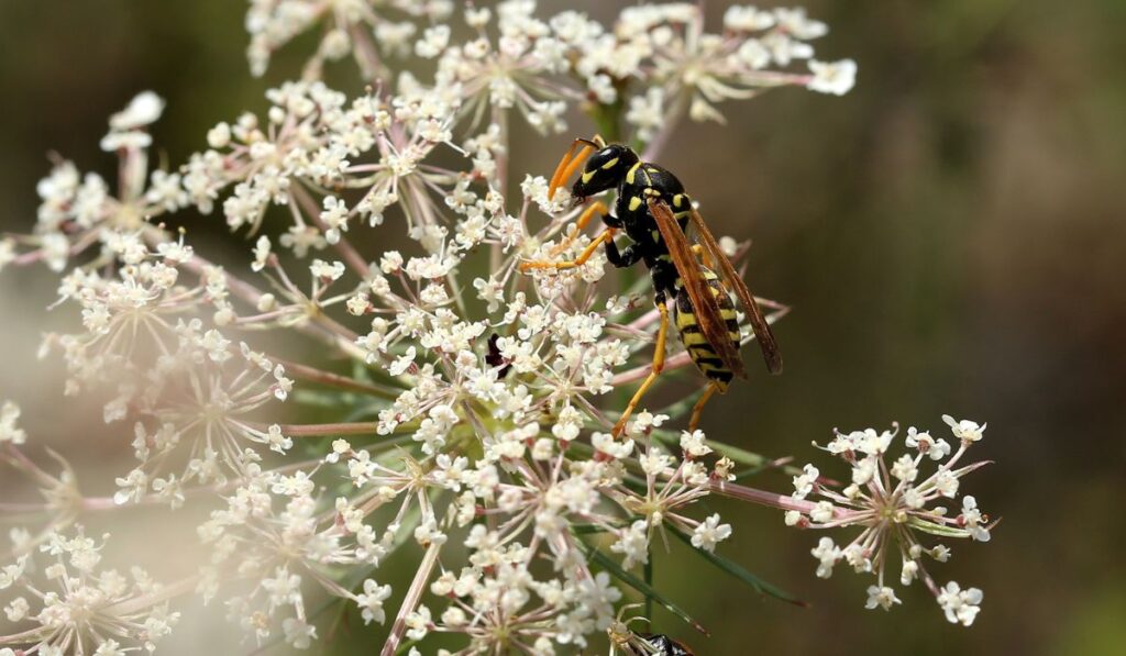 Wasp in Queen Anne`s Lace