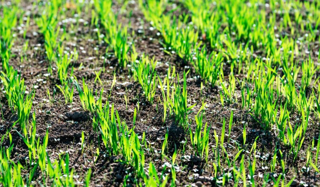 Wheat or oat or rye seedlings growing on a agricaltural field in spring morning.