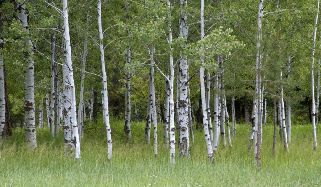 White barked quaking aspen trees growing in a group