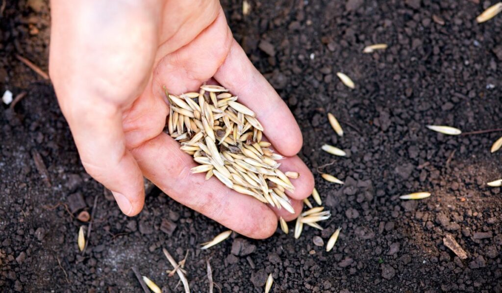 Woman hand planting oat seeds in soil