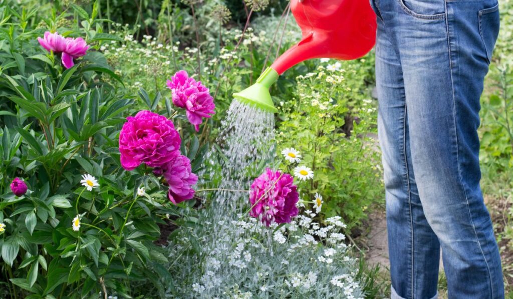 Woman is watering flowers