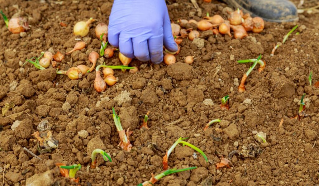 Women s hand in a blue glove planting onions in the garden