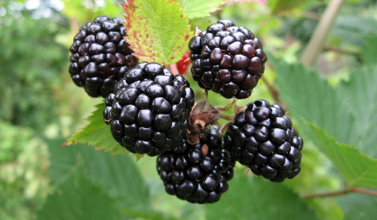 Blackberry plant with berries and green leaves in the garden