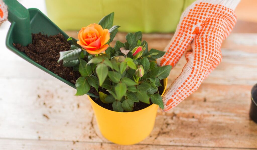 Close up of woman hands planting roses in pot