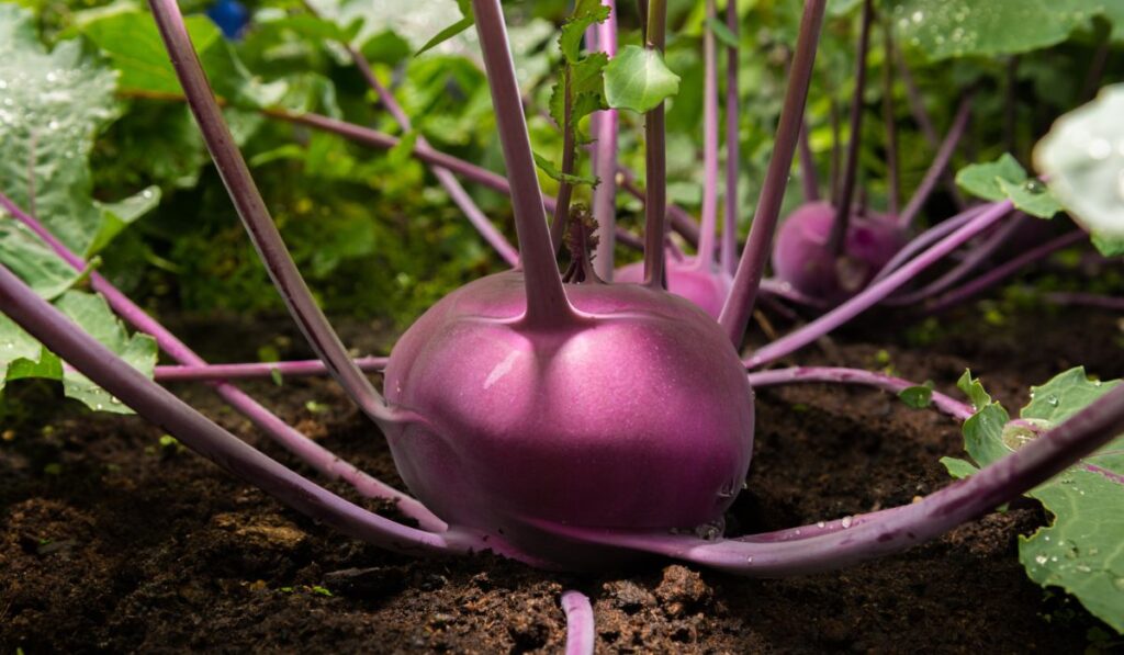 Closeup of a purple ripe Kohlrabi or turnip plant growing in