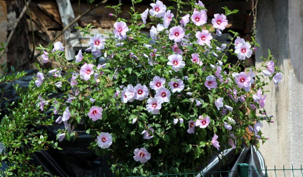 Densely growing Hibiscus syriacus shrub plant filled with blooming violet and dark red trumpet shaped flowers in house backyard