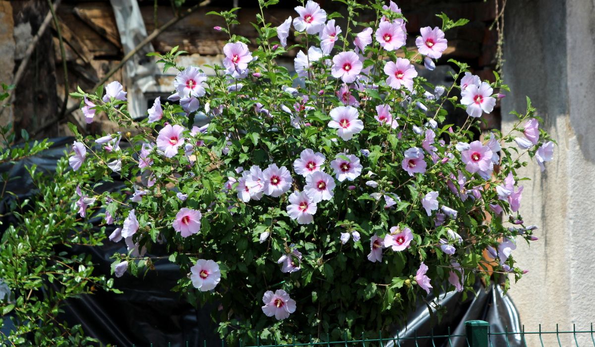 How To Plant And Care For Rose Of Sharon - Seasonal Cornucopia