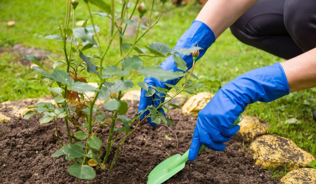Gardeners hands in gloves planting roses in the ground in summer garden