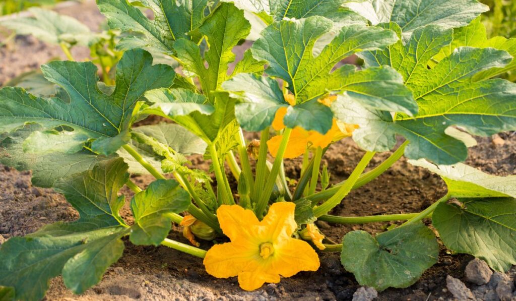 Plant Squash Growing On Vegetable Garden