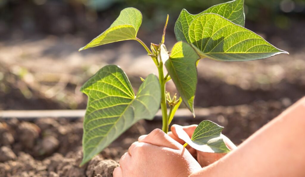 Planting sweet potato