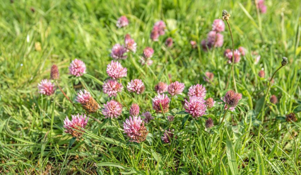 Red clover plant flowering between the grass
