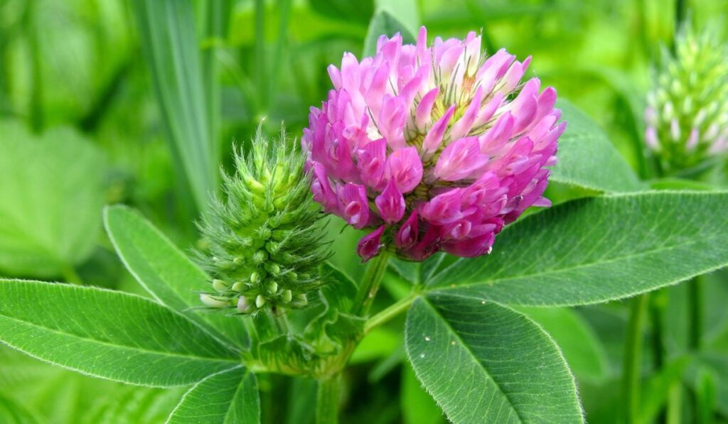 Red clover plant in meadow, Lithuania