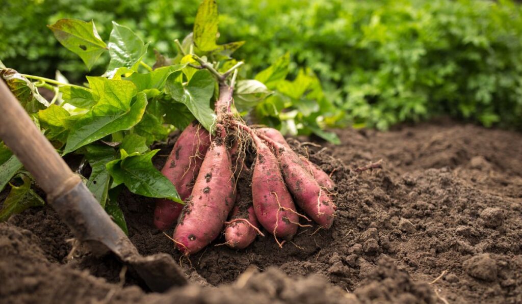 Sweet potato harvest