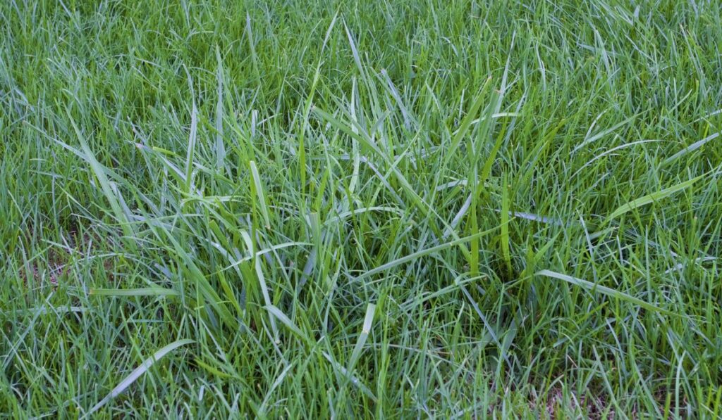 Tall Fescue