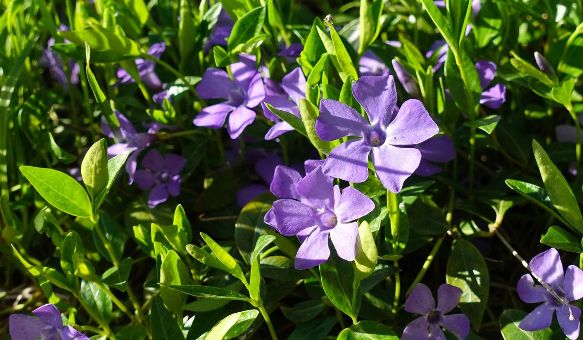 Vinca flowers growing in the forest