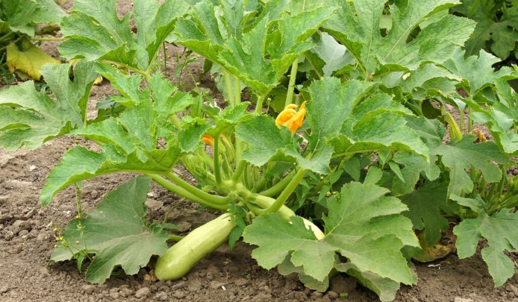 White squash plant