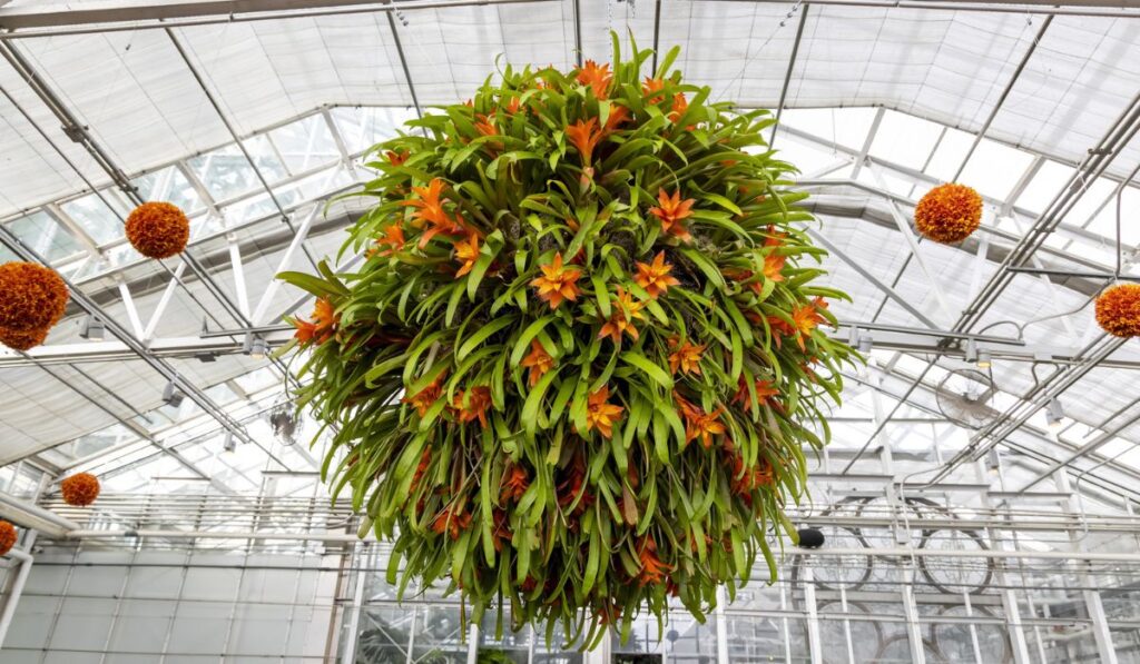 Large hanging flower plant basket