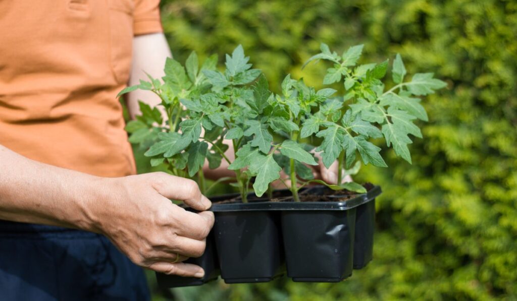 Planting tomatoes in the garden