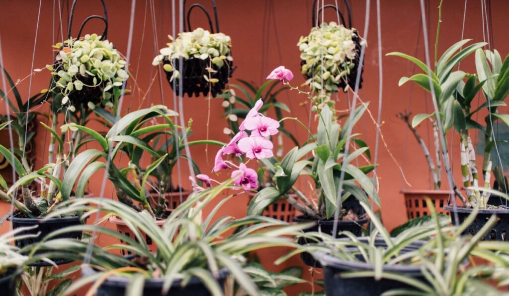 Variety of green hanging plants in plastic pots