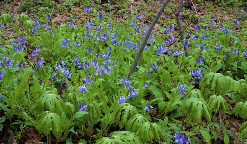 Virginia Bluebells