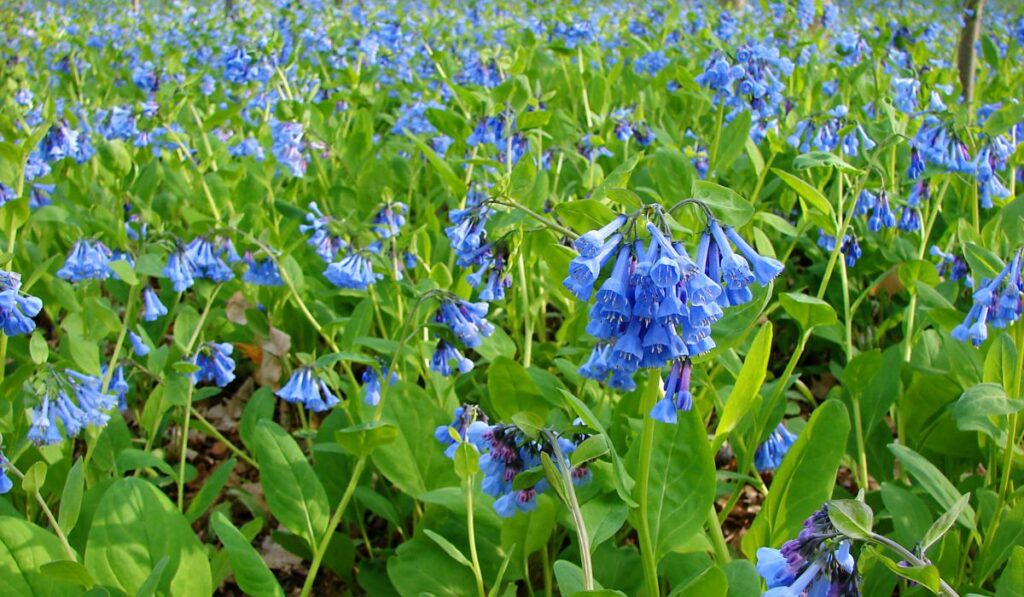 Virginia Bluebells